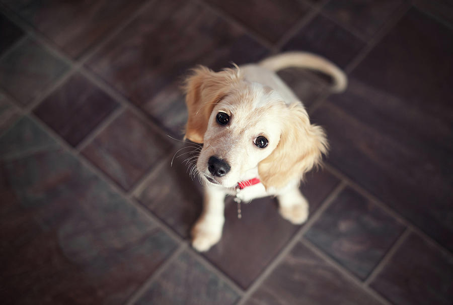 Puppy Sitting And Looking Up Photograph by Images By Christina Kilgour