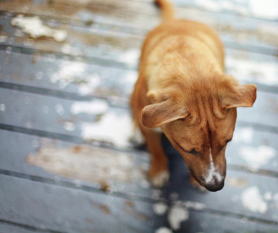 Puppy Sitting On Wooden Deck Photograph by Nicole Kucera