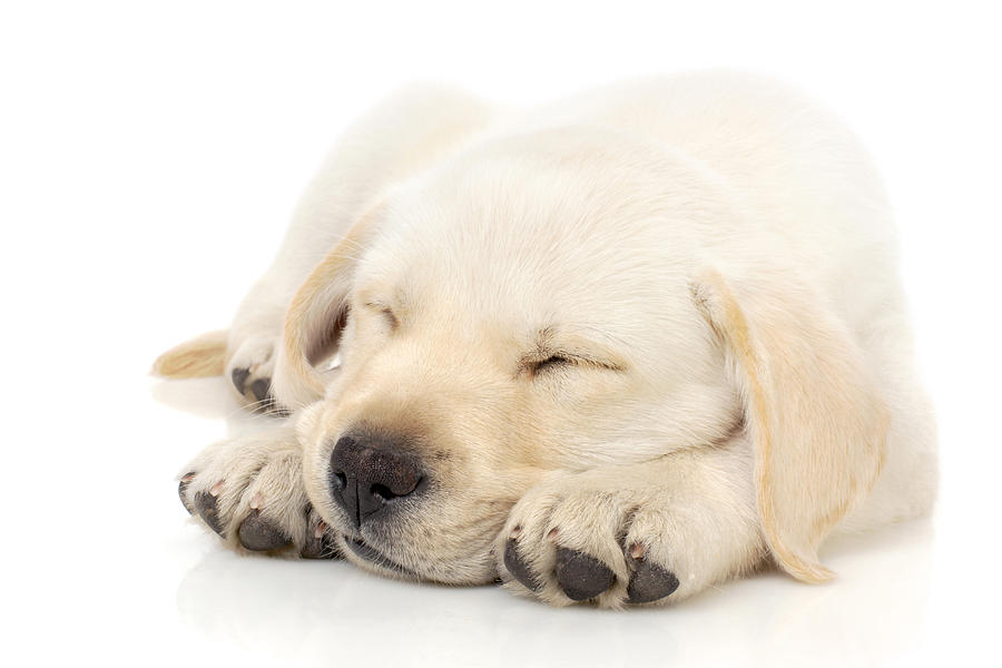 Adorable Photograph - Puppy sleeping on paws by Johan Swanepoel