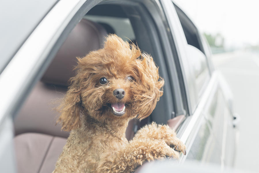 Puppy Teddy Riding In Car With Head Out Window Photograph by Gang Zhou