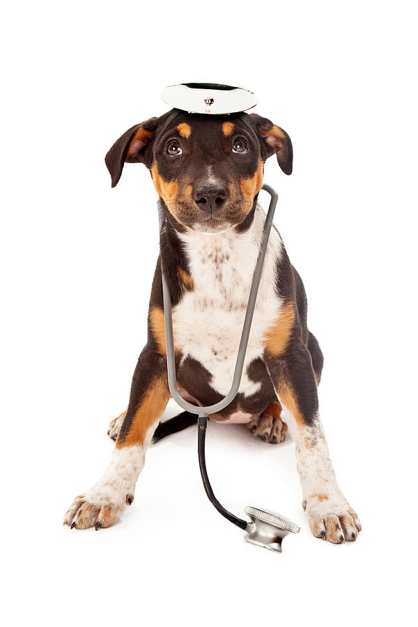 Dog Photograph - Puppy Veterinarian by Good Focused