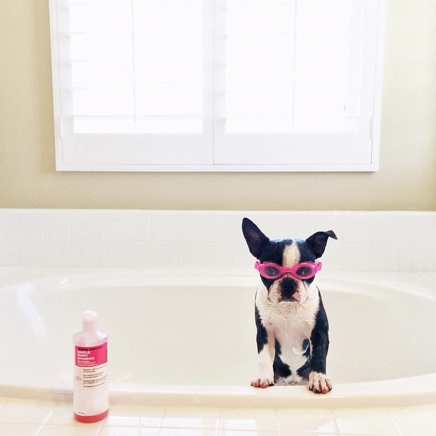 Animal Photograph - Puppy Wearing Goggles by Michelle Nicoloff