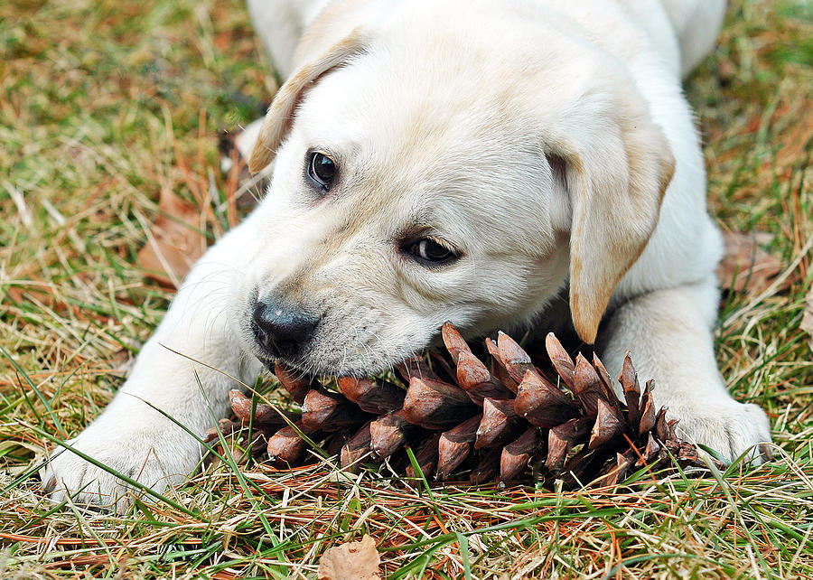 Animal Photograph - Puppy with Pine Cone by Lisa Phillips