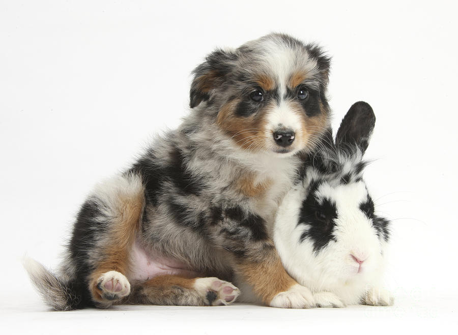 Puppy With Rabbit Photograph by Mark Taylor Puppy With Rabbit Photograph by Mark Taylor