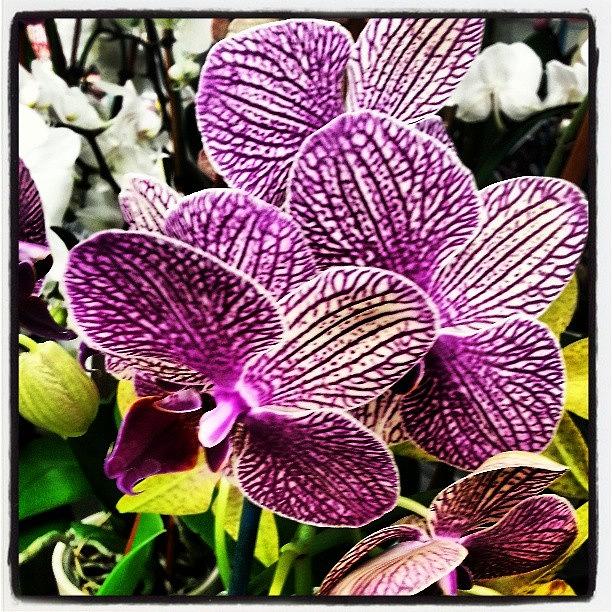 Flower Photograph - Purdy #flowers #purple by Rabecca Primeau