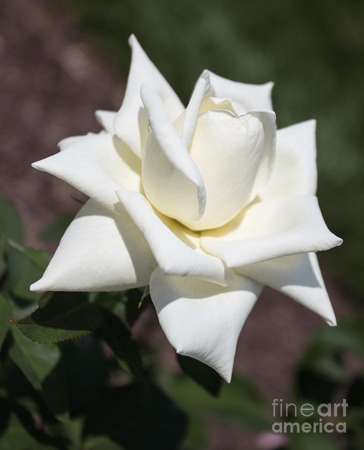 Rose Photograph - Pure by Arlene Carmel