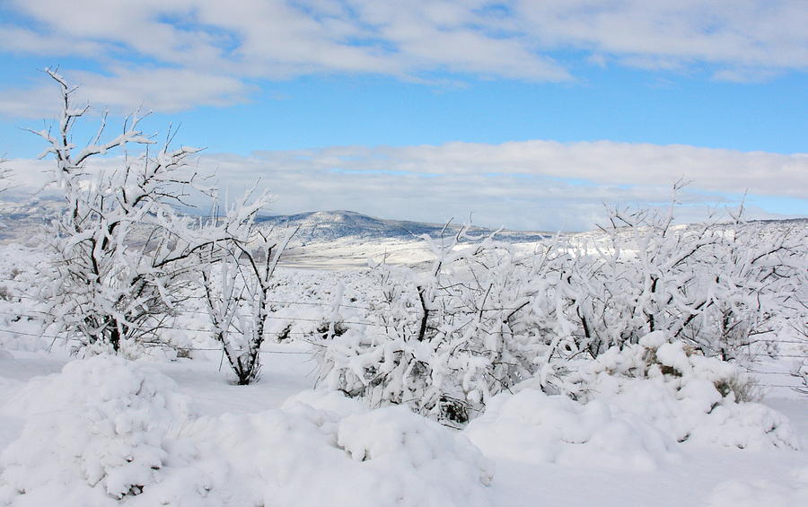 Pure As The Driven Snow Photograph By Marilyn Diaz Fine Art America