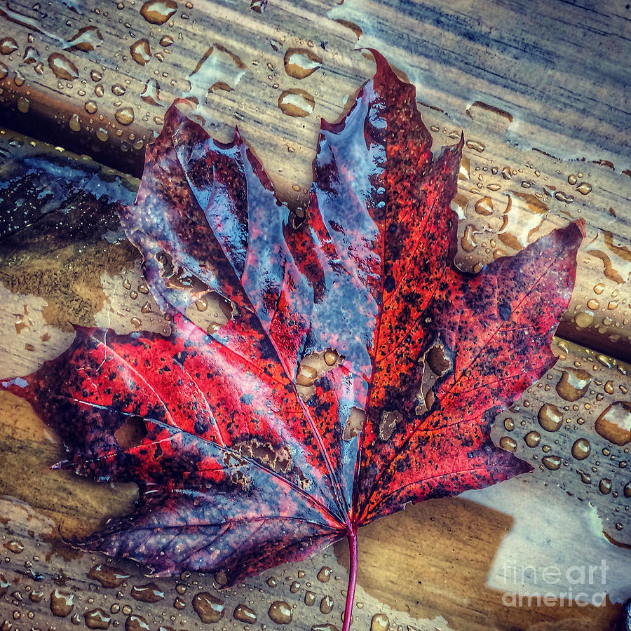 Nature Photograph - Pure Autumn by Kerri Farley