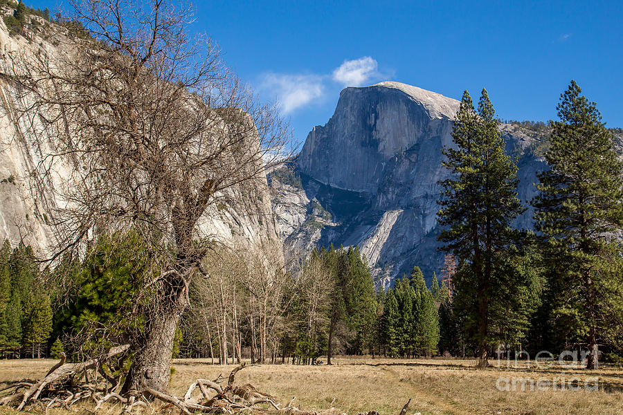 Yosemite National Park Photograph - Pure Beauty by Linda Arnado