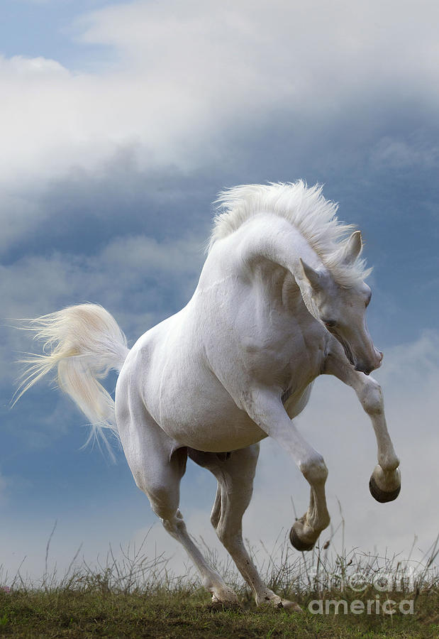 white arabian horse rearing