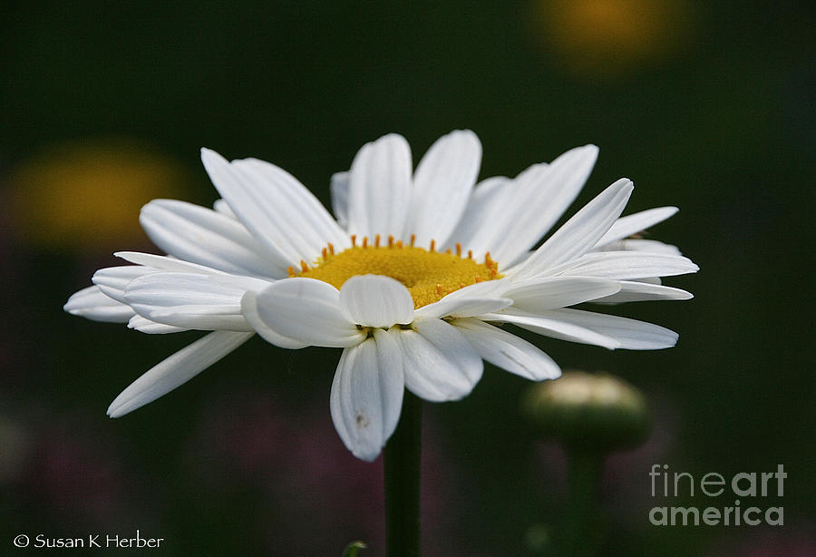 Pure Daisy Photograph by Susan Herber