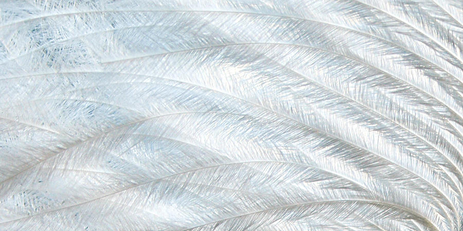 Feather Photograph - Pure feather by Sharon Lisa Clarke