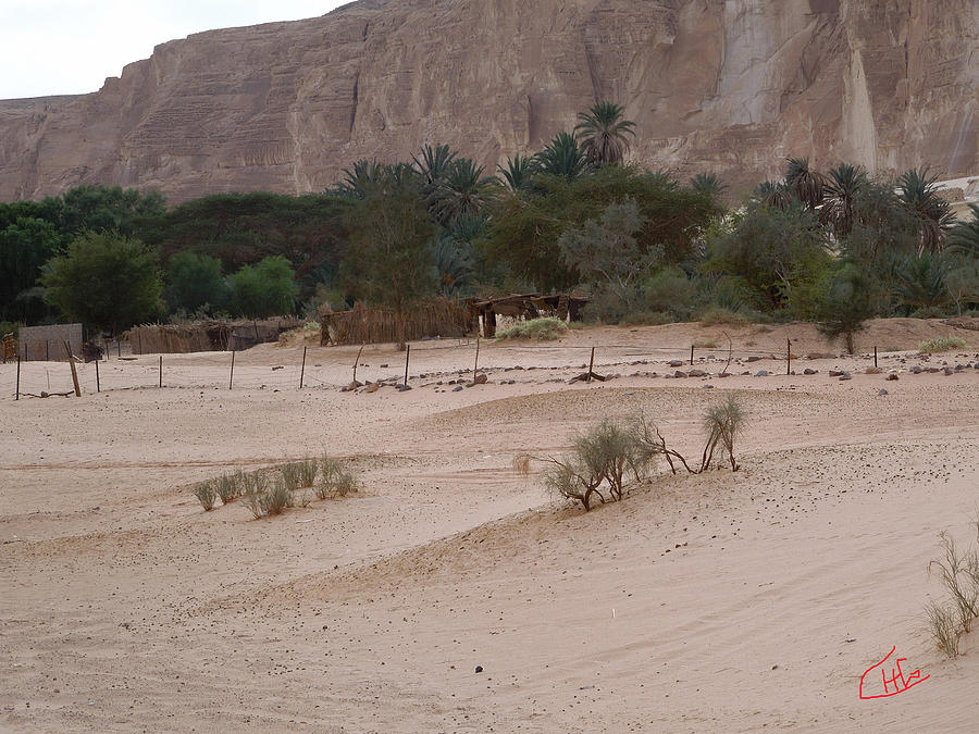 Pure Fine Sinai Oase Desert Egypt Photograph by Colette V Hera Guggenheim