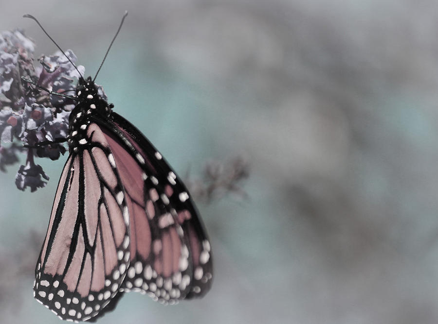 Butterfly Photograph - Pure Gentleness by The Art Of Marilyn Ridoutt-Greene