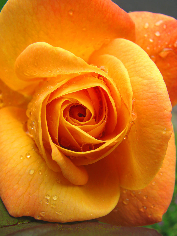Pure Gold - Roses from My Garden - Floral Art and Photography Photograph by Brooks Garten Hauschild