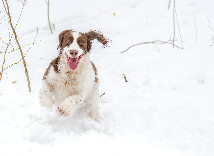 Winter Photograph - Pure Joy by Cheryl Baxter