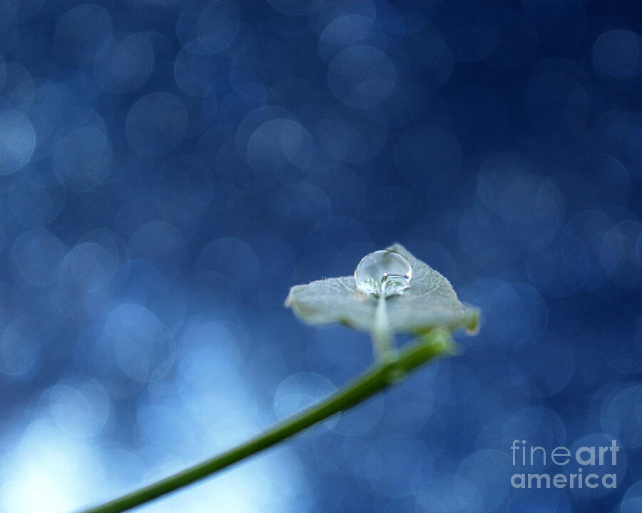Abstract Photograph - Pure Life by Krissy Katsimbras