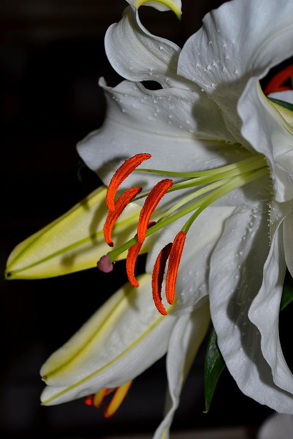 Pure Lily Photograph by Deena Stoddard