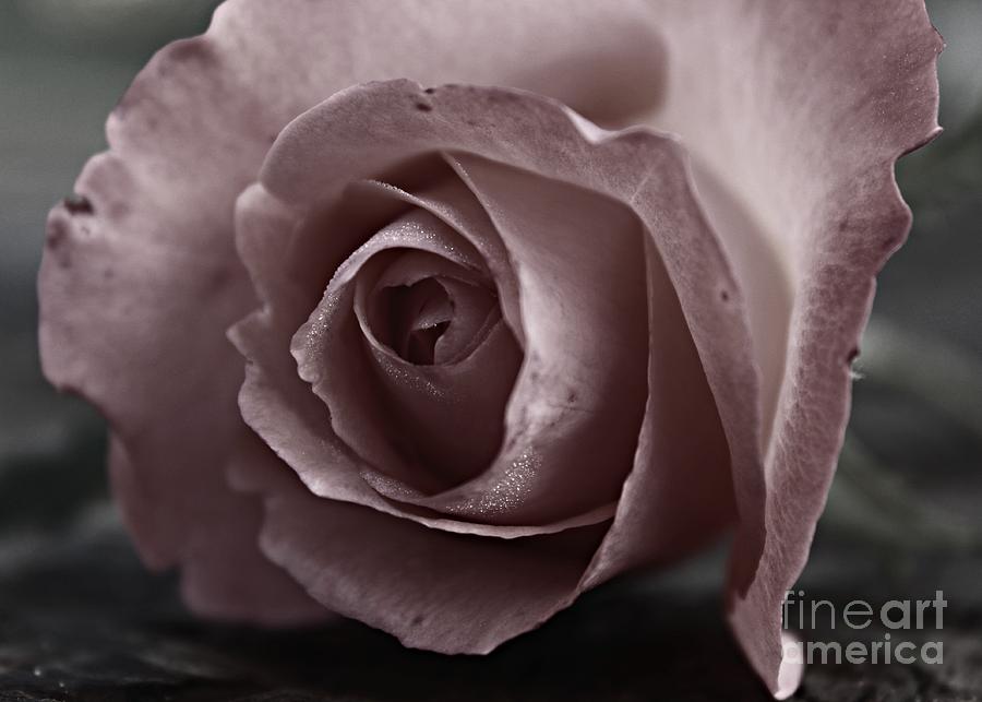 Rose Photograph - Pure Love by Clare Bevan