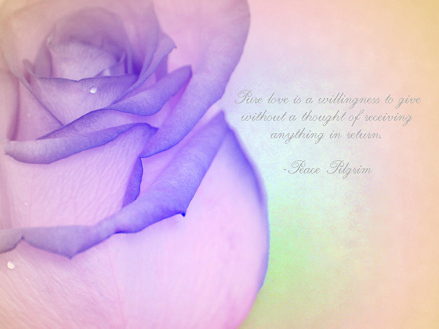 Rose Photograph - Pure Love by The Art Of Marilyn Ridoutt-Greene