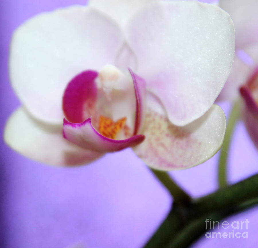 Orchid Photograph - Pure Orchid by Krissy Katsimbras