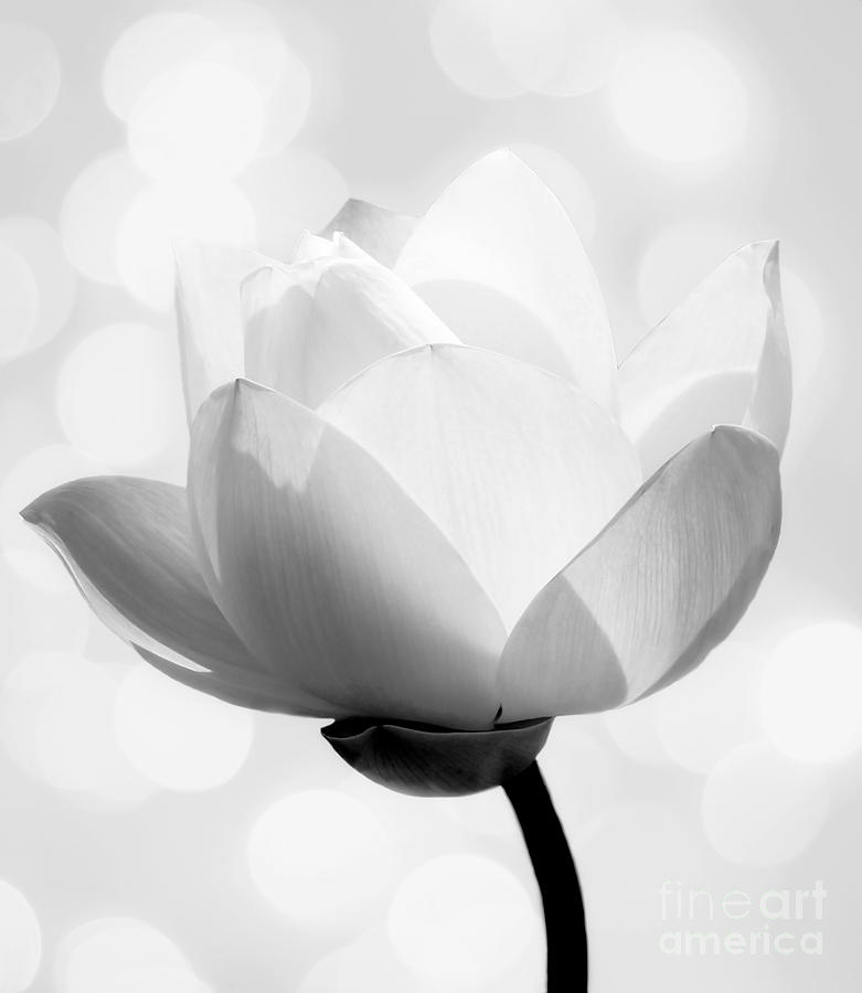Black And White Photograph - Pure by Jacky Gerritsen