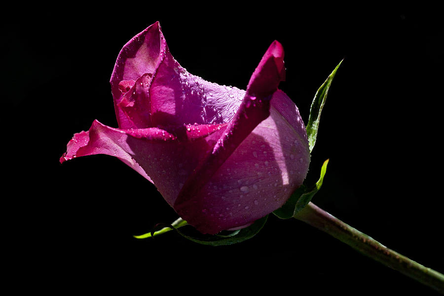 Rose Photograph - Pure Pink by Doug Norkum