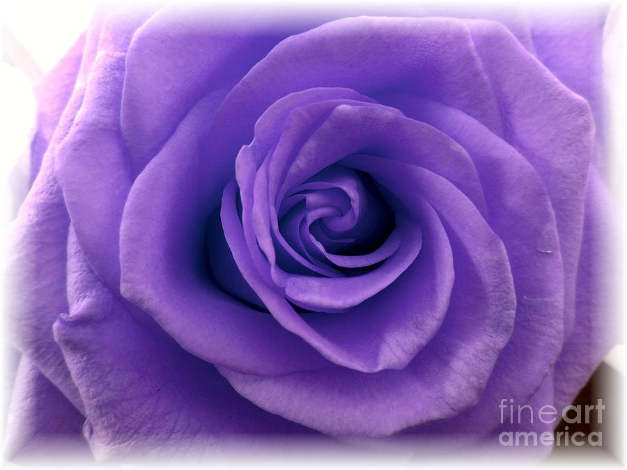 Pure Purple Rose  Photograph by Susan Carella