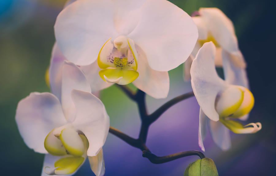 Orchid Photograph - Pure by Sara Frank