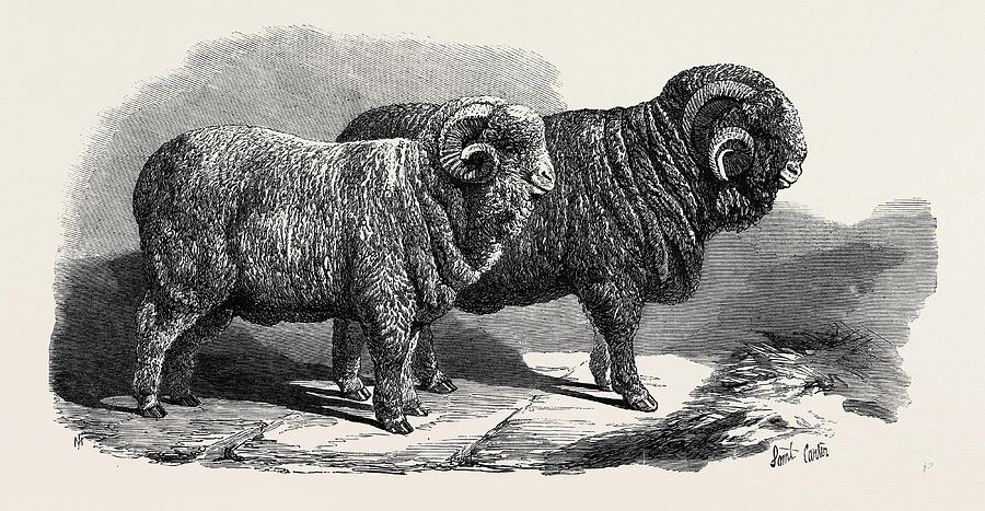 Vintage Drawing - Pure Saxon Merino Rams Exhibited At Breslau 1869 by English School