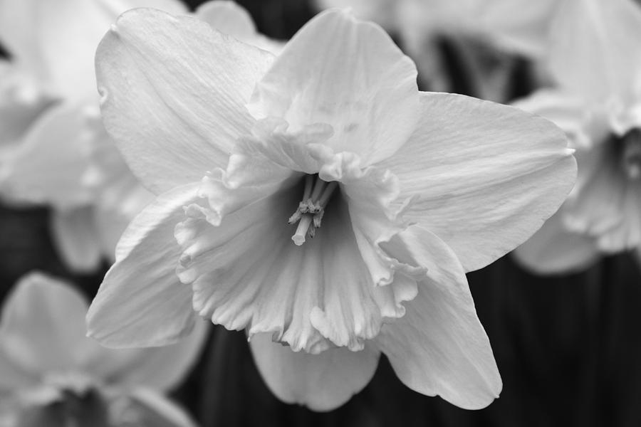 Flower Photograph - Pure Spring by Arlene Carmel