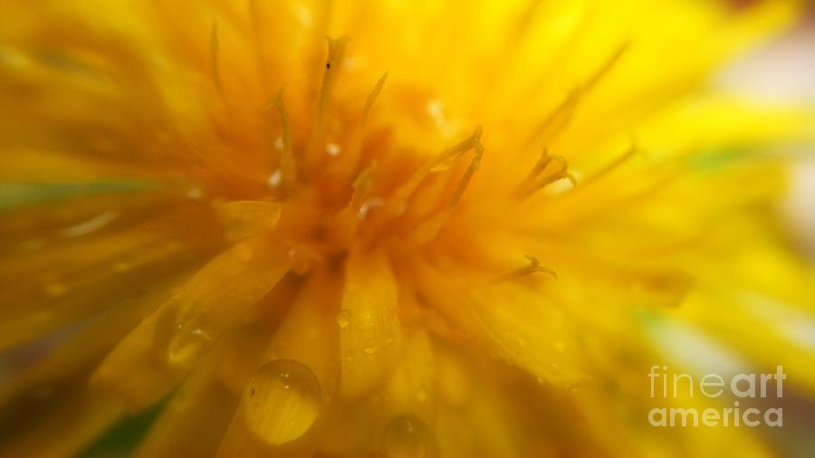 Pure Sun Shine Dandelion Photograph by Peggy Franz