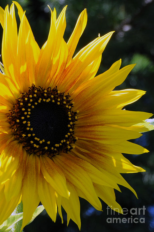 Sunflower Photograph - Pure Sunshine by Sarah Schroder