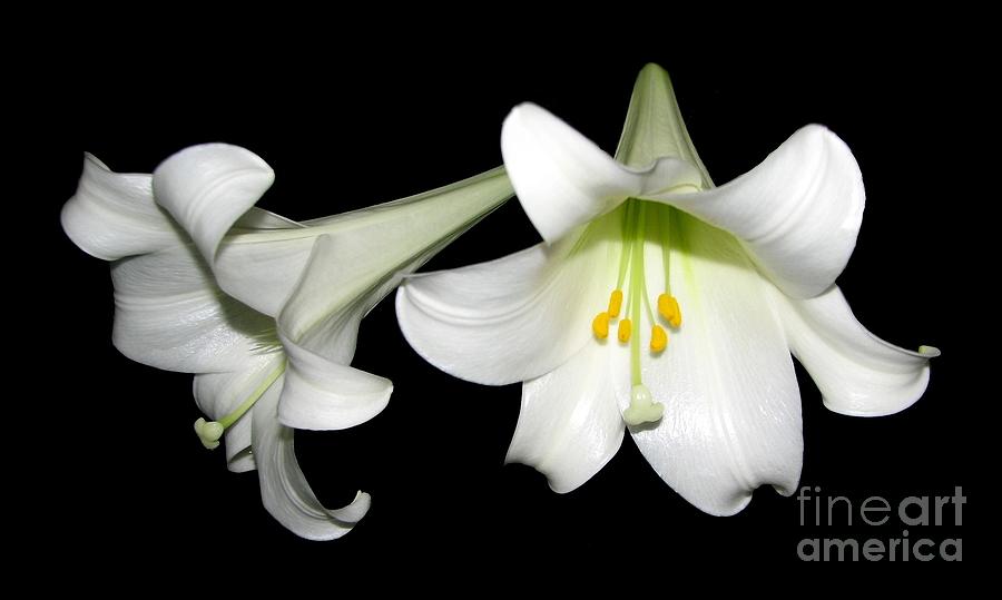 Pure White Easter Lilies Photograph by Rose Santuci-Sofranko