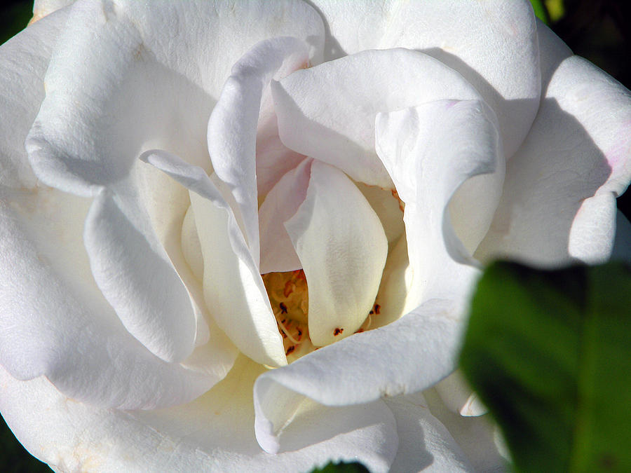 Rose Photograph - Pure White by John Lautermilch