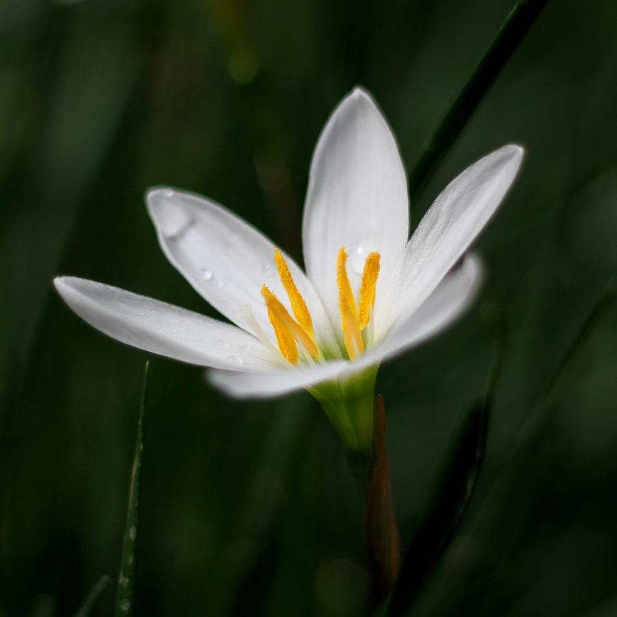 Pure White - Lily Photograph by Ramabhadran Thirupattur