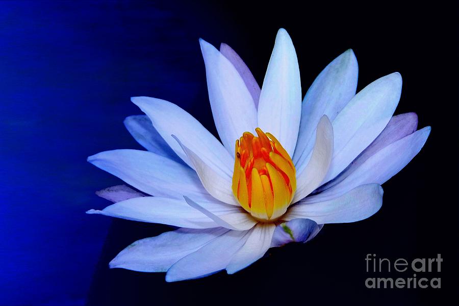 Flower Photograph - Pure White on Blue by Maurisca Sardju Flower Photograph - Pure White on Blue by Maurisca Sardju