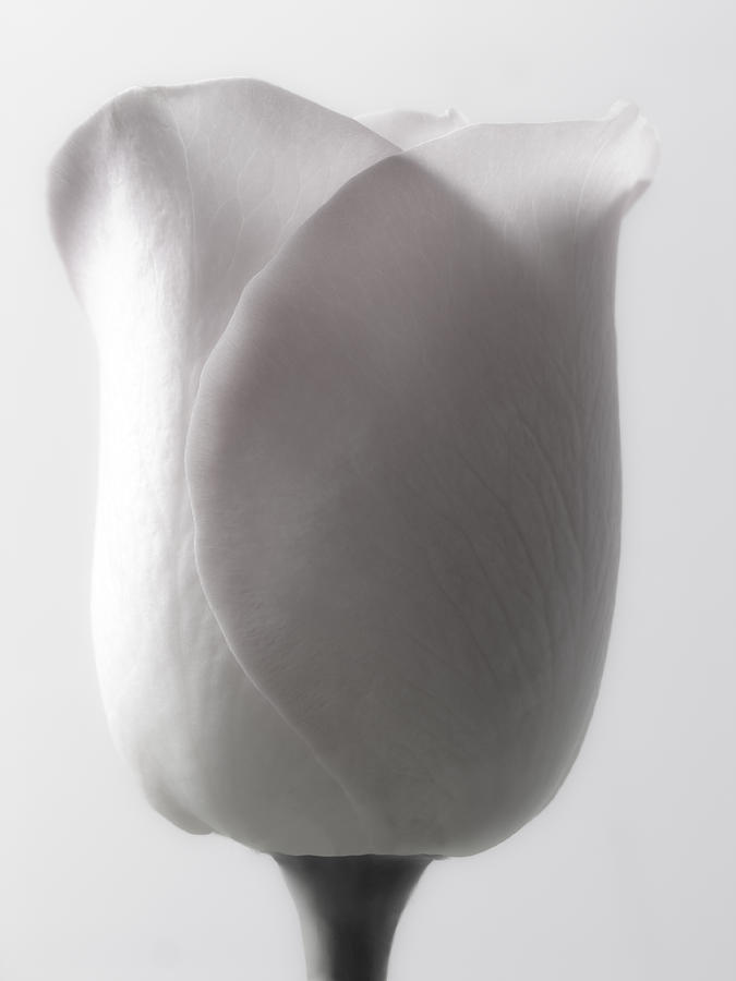 A White Flower Rose Tulip Image Photo Print By Nadja Drieling Photography Shop Online Art Work Photograph by Nadja Drieling - Flower- Garden and Nature Photography - Art Shop