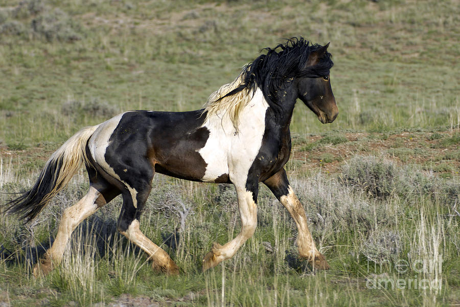 Pure Wild Photograph By Wildlife Fine Art - Fine Art America