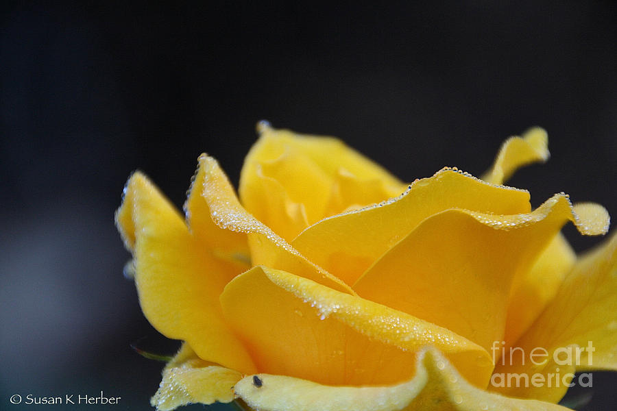 Pure Yellow Photograph by Susan Herber