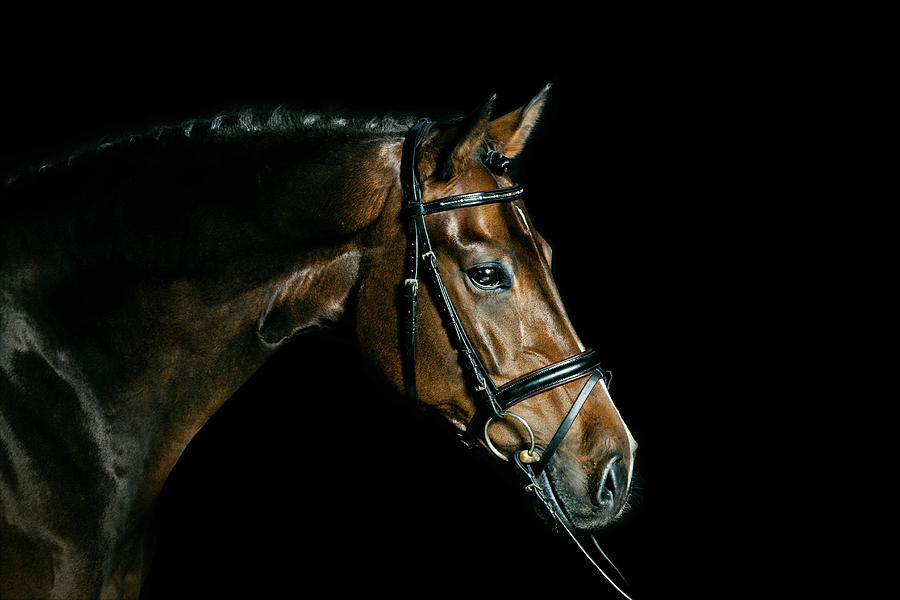 Purebred Bay Horse Ready For A Contest Photograph by Anja Hild