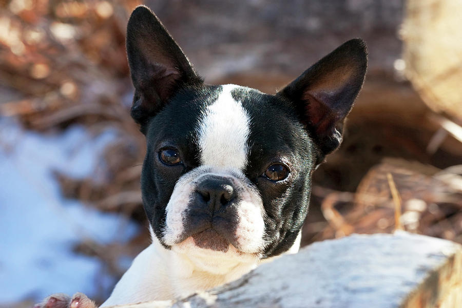Boston Photograph - Purebred Boston Terrier Puppy by Piperanne Worcester