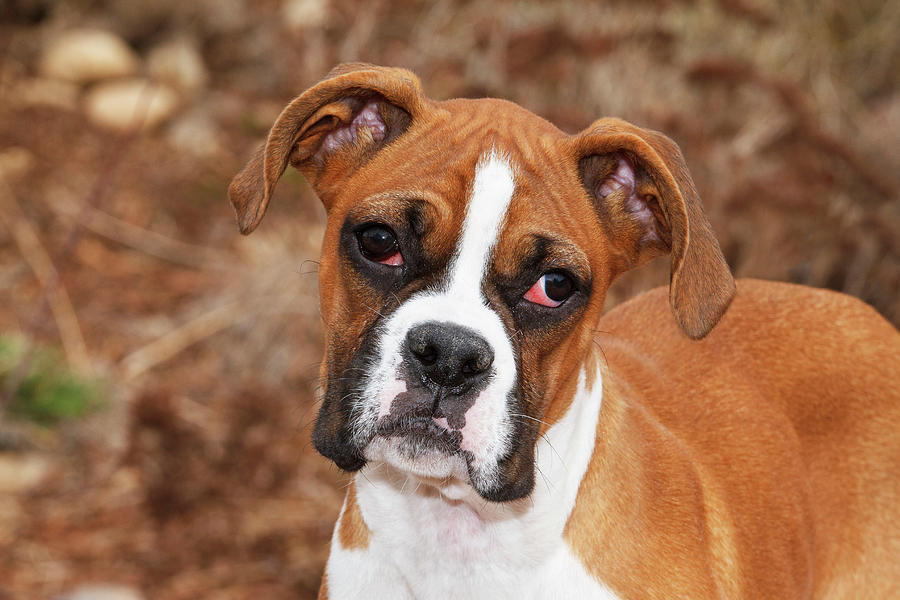 Dog Photograph - Purebred Boxer, Head And Back by Piperanne Worcester