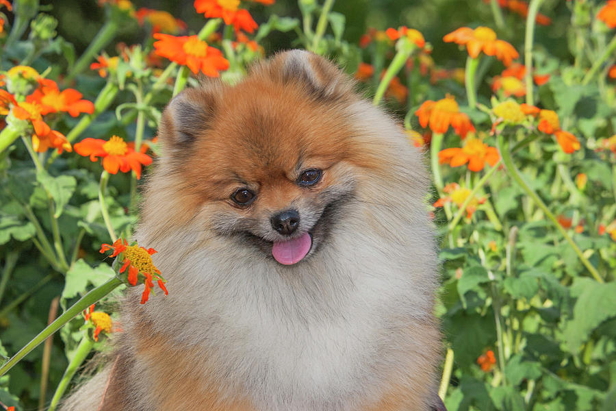 Flower Photograph - Purebred Pomeranian Sitting Among by Piperanne Worcester