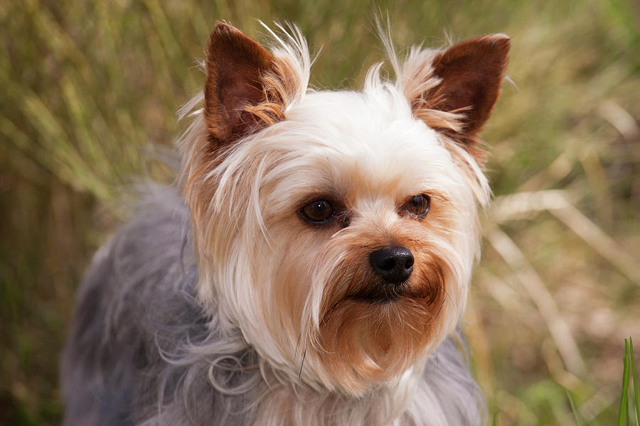 Purebred Yorkshire Terrier Photograph By Piperanne Worcester