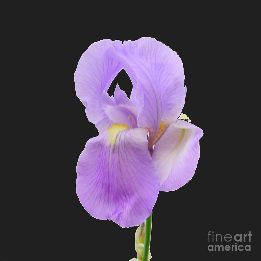 Purplish Photograph - Purple Iris #1 by Scott Cameron
