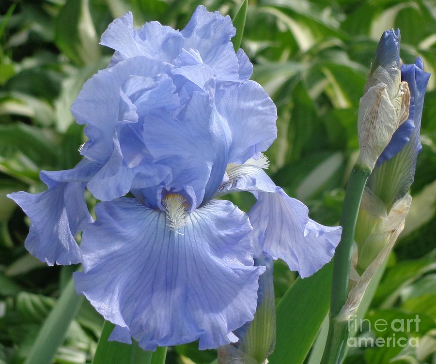 Spring Photograph - Purely Pretty Iris by Christina Verdgeline