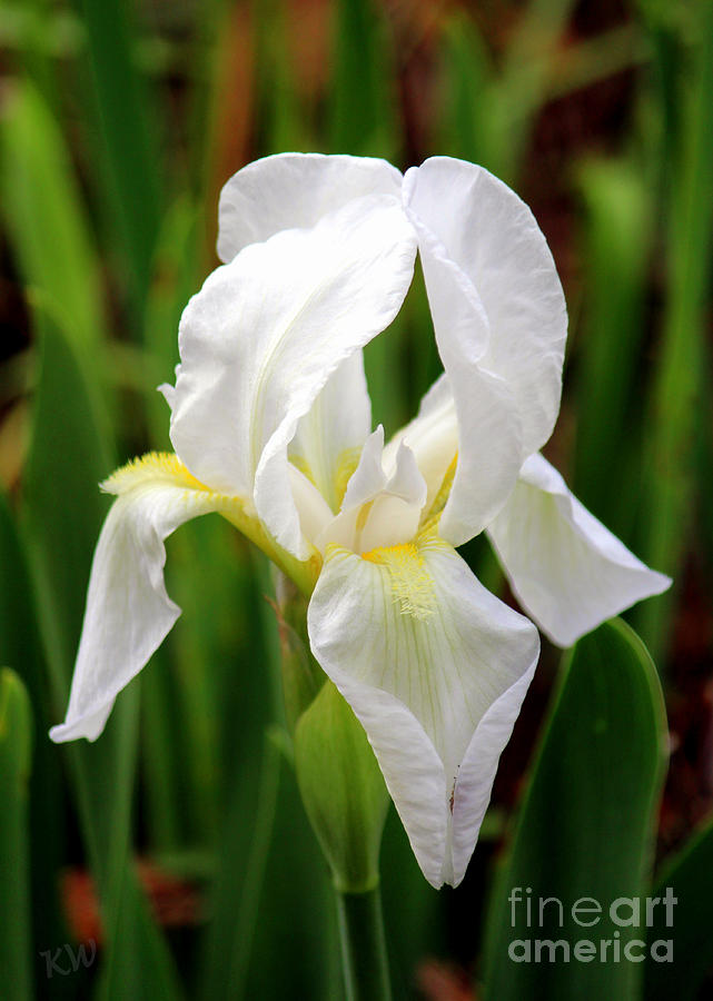 Purely White Iris Photograph by Kathy  White