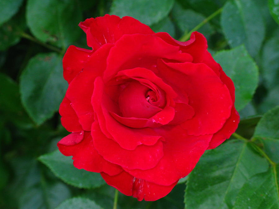 Rose Photograph - Purfet Red Bloom by April K Rabino