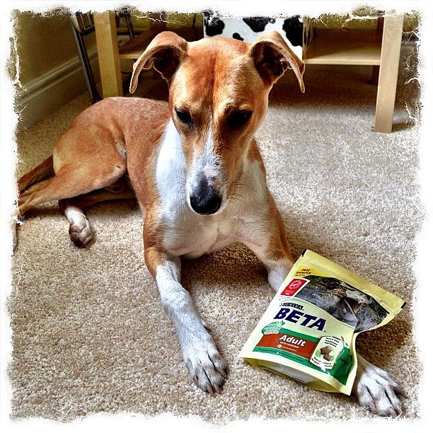 Lurcher Photograph - @purina Barley Will Give It A Try For by Richard Randall